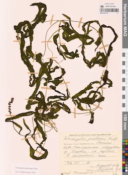 MAG 0021734