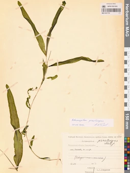 MAG 0021735