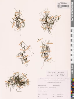 MAG 0021752