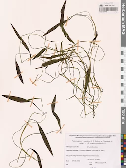 MAG 0021789