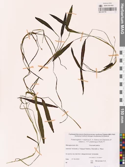 MAG 0021790