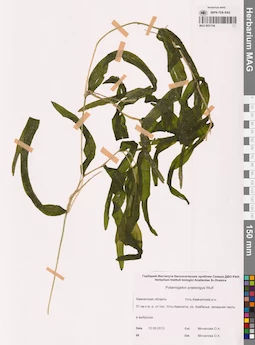 MAG 0021744