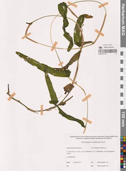 MAG 0021743