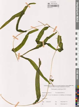 MAG 0021742