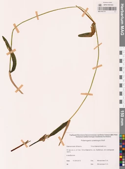 MAG 0021741