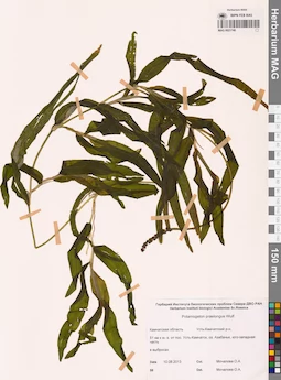 MAG 0021740