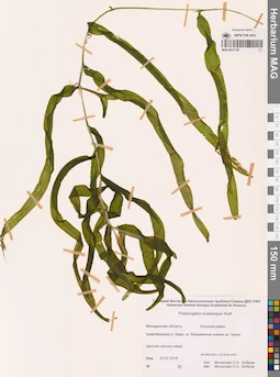 MAG 0021739
