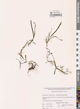 MAG 0010263