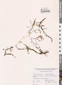 MAG 0010264