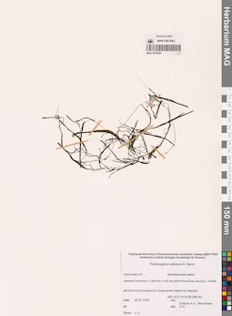 MAG 0010265