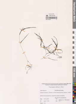 MAG 0010266
