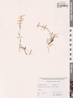 MAG 0021754