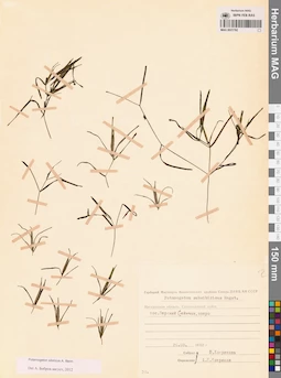 MAG 0021762