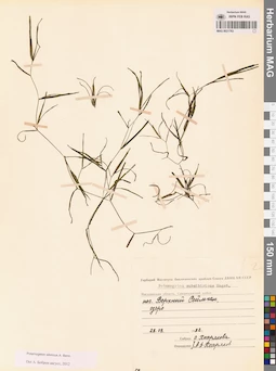 MAG 0021763