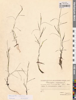MAG 0021764