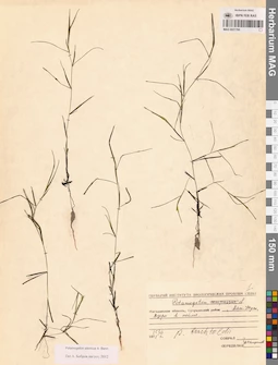 MAG 0021765