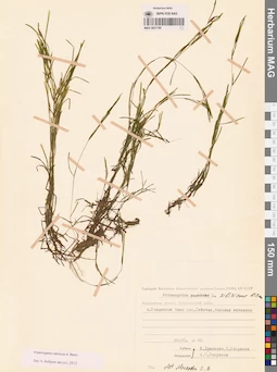MAG 0021768