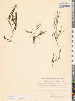 MAG 0021769