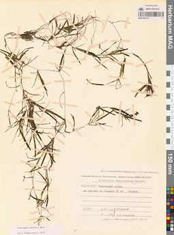 MAG 0021781