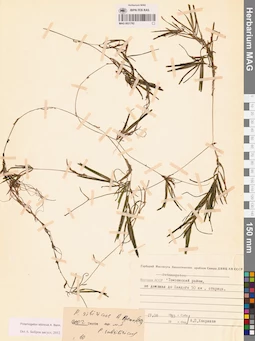 MAG 0021782