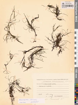MAG 0021783