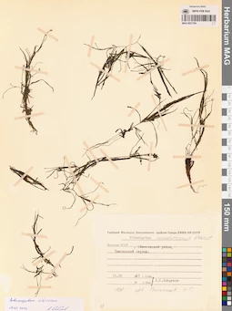 MAG 0021784