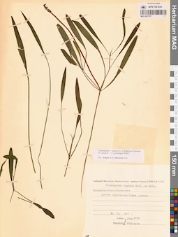 MAG 0021797