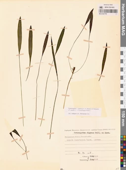 MAG 0021799