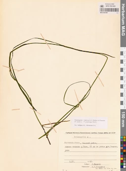 MAG 0021801