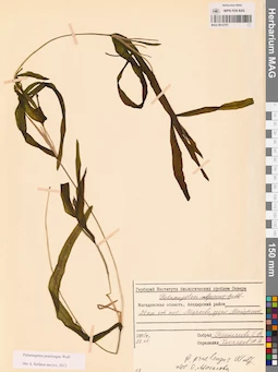 MAG 0012757