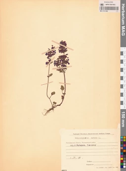 MAG 0011292