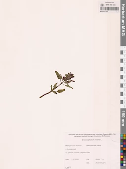 MAG 0011293