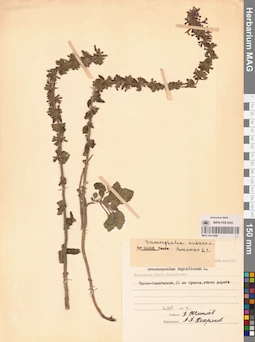MAG 0011296