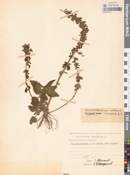 MAG 0011297