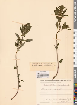 MAG 0011313