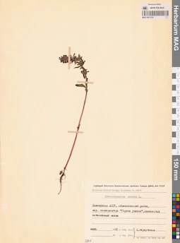 MAG 0011316