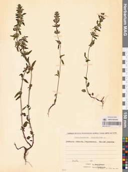 MAG 0011317