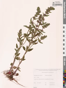 MAG 0011322