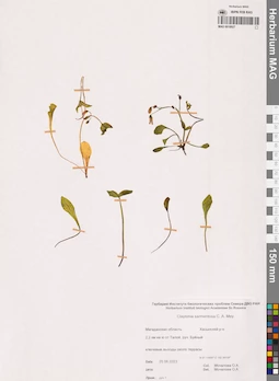 MAG 0018927