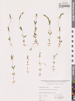 MAG 0018929