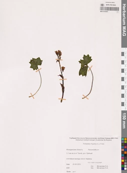 MAG 0018933