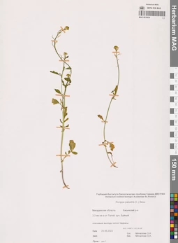 MAG 0018934