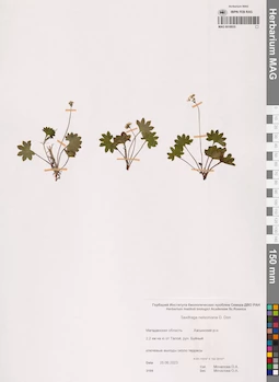 MAG 0018935