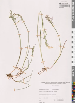 MAG 0018936