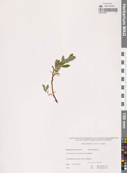 MAG 0018940