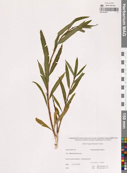 MAG 0018947
