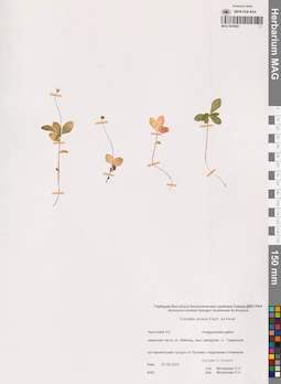 MAG 0018950