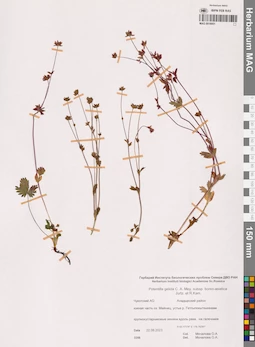 MAG 0018951