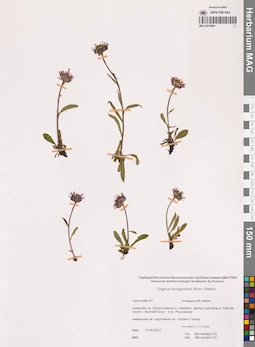 MAG 0018954