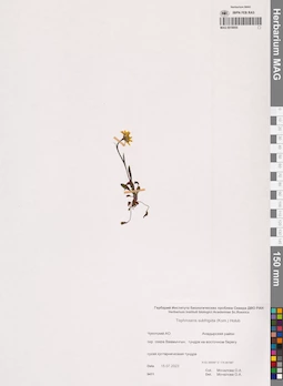 MAG 0018955